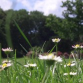 Riesengänseblümchen