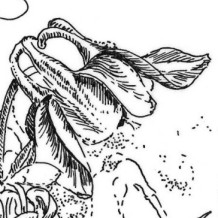 Aquilegia vulgaris (Pflanzenillustration, Tusche auf Transparent)