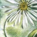 Gänseblümchen (Grußkarte, Buntstift auf Papier)