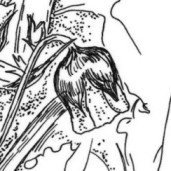 Geum rivale (Pflanzenillustration, Tusche auf Transparent)