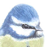 Blaumeise (12 x 12cm)