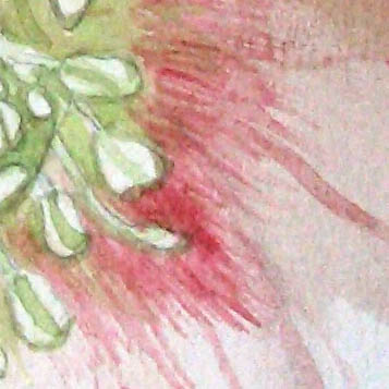 Christrose (Ausschnitt aus Strahlender Morgen)