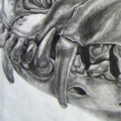 Fuchsschädel (60 x 42 cm)