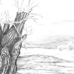 Kopfweide im Winter (ca. 20 x 30 cm)