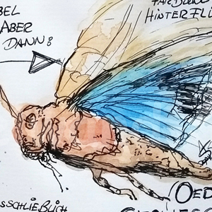 Blauflügelige Ödlandschrecke