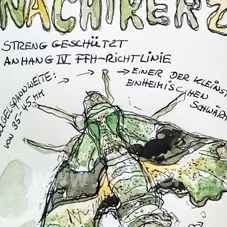 Proserpinus proserpina