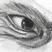 Skizze_Bleistift_Augenpartie_2