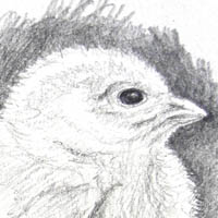 Skizze_Bleistift_Küken